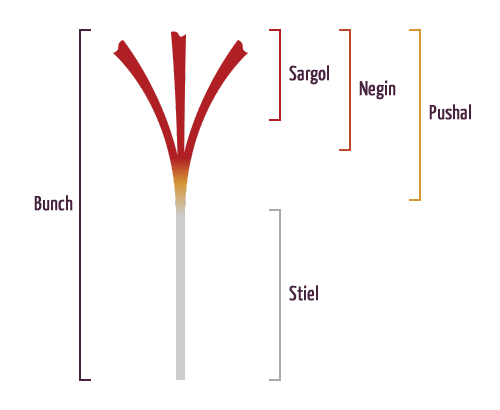 Types of red gold of Persia:  Sargol
Iranian red gold