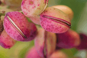 pistachio aflatoxin & shell