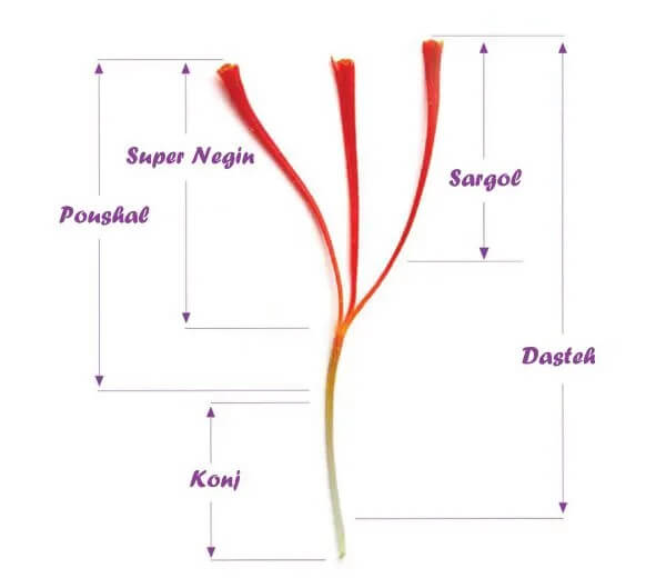 saffron consists of three main ingredients
Iranian red gold