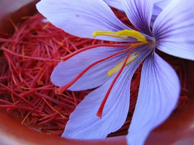 Iranian saffron